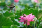 20 bức ảnh đẹp nhất về hoa sen Đồng Tháp Mười